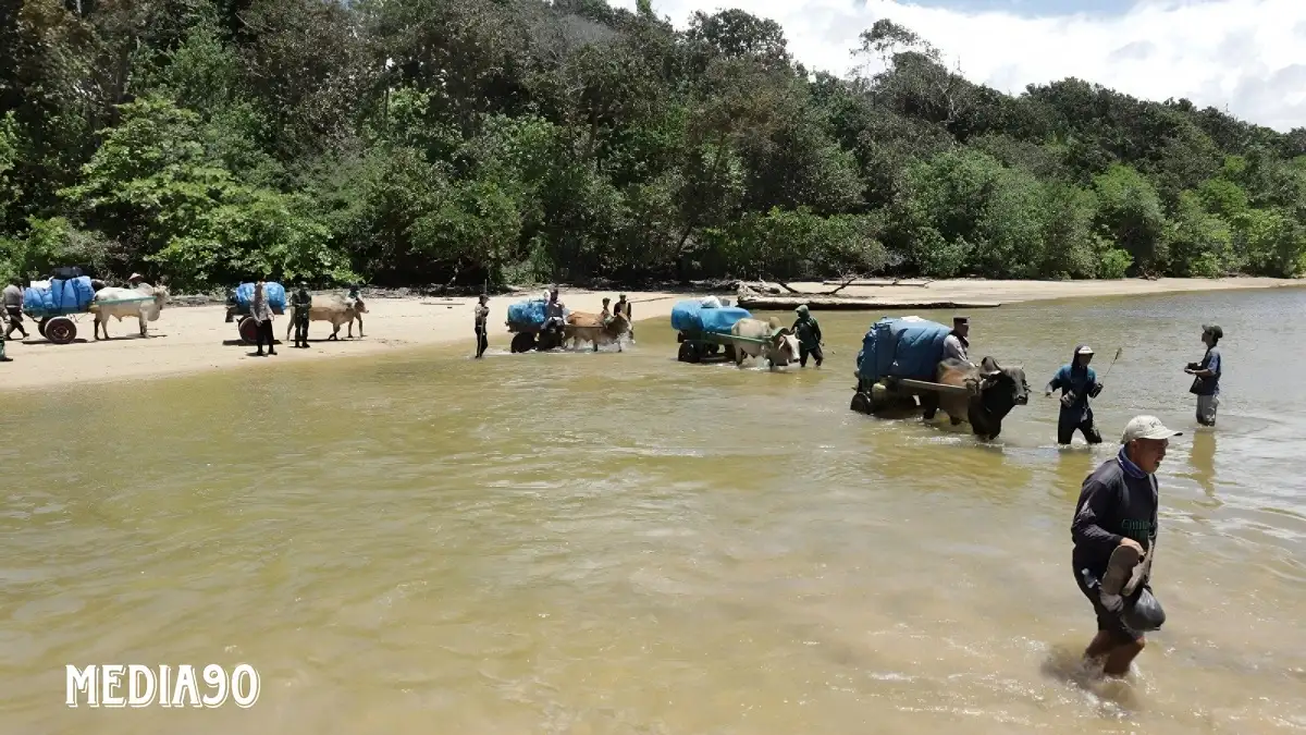 Jangkau Pedalaman, Gerobak Sapi Jadi Alat Distribusi Logistik Pemilu 2024 di Pesisir Barat