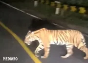 Kehebohan! Video Viral: Harimau Terperangkap di Kawasan Jalinbar Tanggamus-Pesisir Barat Bengkunat