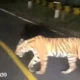 Viral! Harimau Terekam Warga Muncul di Jalinbar Tanggamus-Pesisir Barat Bengkunat