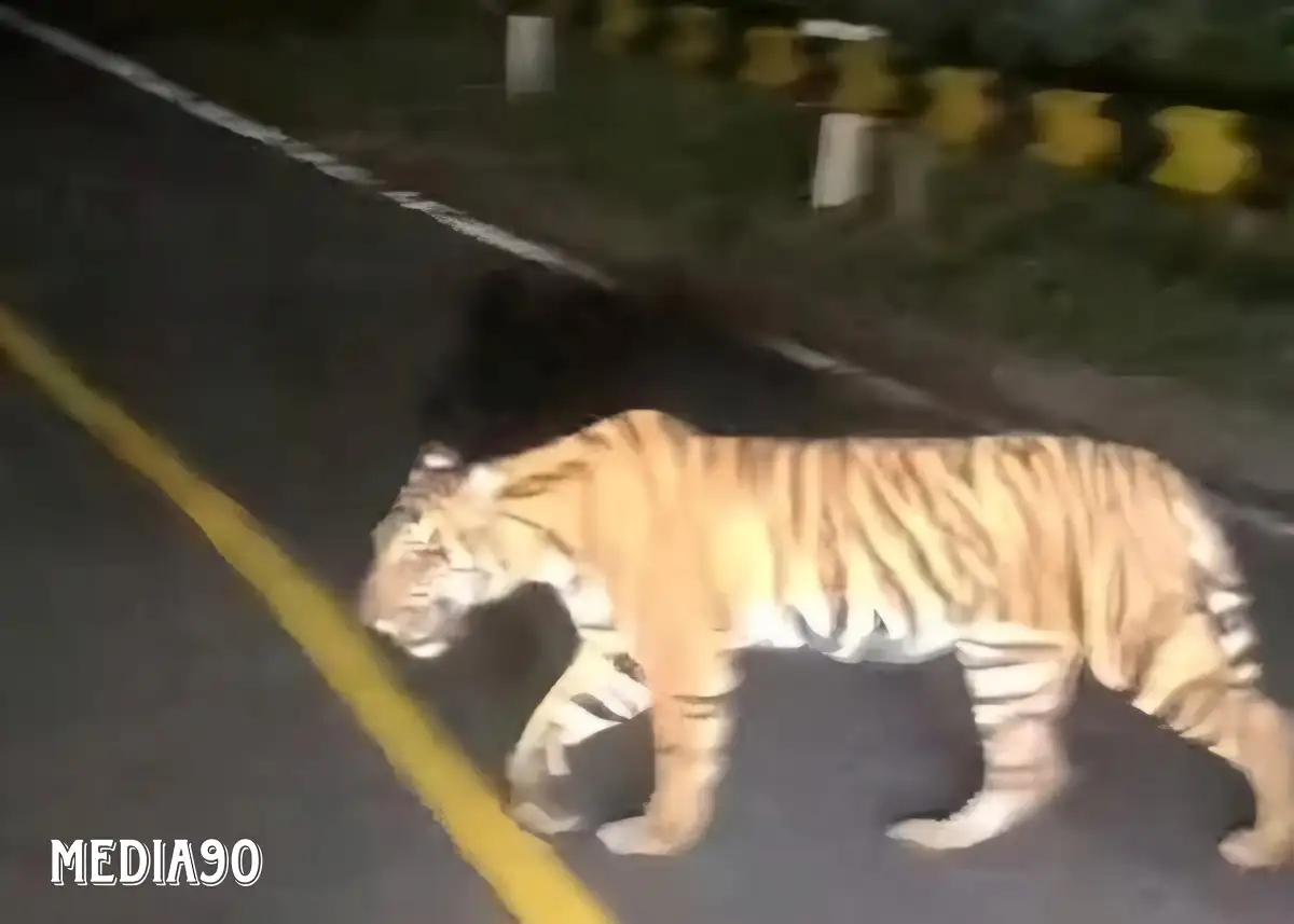 Viral! Harimau Terekam Warga Muncul di Jalinbar Tanggamus-Pesisir Barat Bengkunat