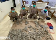 Gagalkan Penyeludupan Ratusan Sirip Hiu: Balai Karantina Lampung Berhasil Tindak Tegas di Bakauheni, Kiriman dari Medan