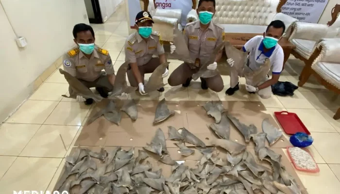 Gagalkan Penyeludupan Ratusan Sirip Hiu: Balai Karantina Lampung Berhasil Tindak Tegas di Bakauheni, Kiriman dari Medan