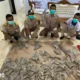 Dikirim dari Medan, Balai Karantina Lampung Gagalkan Penyeludupan Ratusan Sirip Hiu di Bakauheni