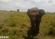 Serbuan Gajah Liar TNWK Lampung Timur: Petani Desa Muara Jaya Sukadana Terluka Akibat Serangan
