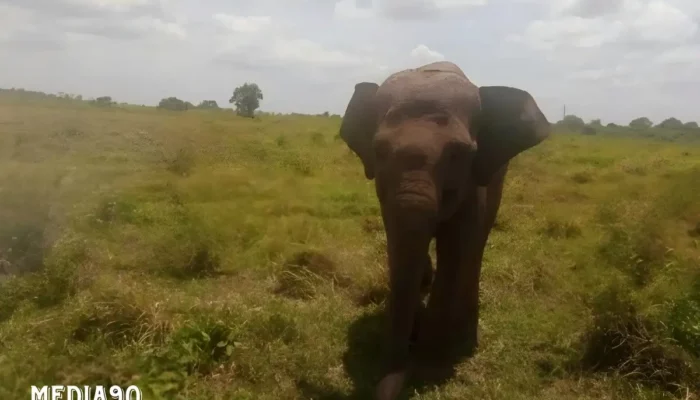 Serbuan Gajah Liar TNWK Lampung Timur: Petani Desa Muara Jaya Sukadana Terluka Akibat Serangan