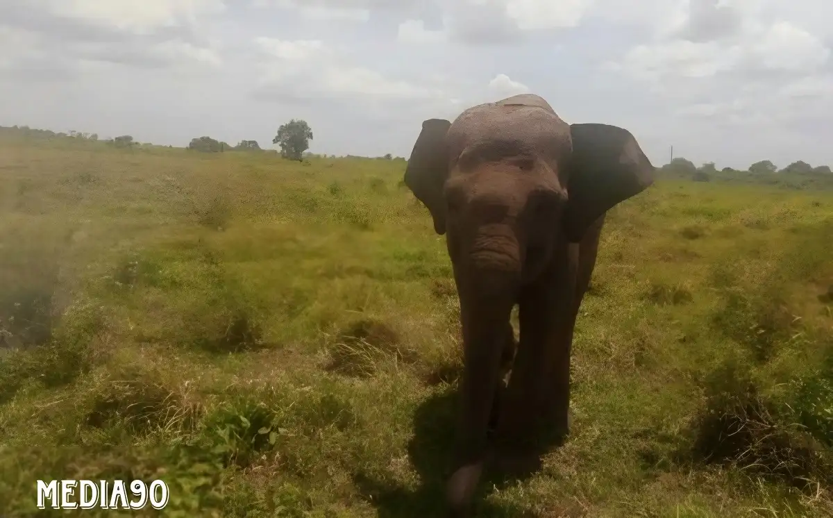 Kawanan Gajah Liar TNWK Lampung Timur Serang Petani di Desa Muara Jaya Sukadana hingga Luka