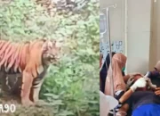 Serangan Harimau di Lampung Barat: Dua Tewas, Satu Selamat