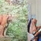 Massa Mengamuk, Sebulan Dua Warga Suoh Lampung Barat Tewas Diterkam Harimau, Korban Ketiga Selamat