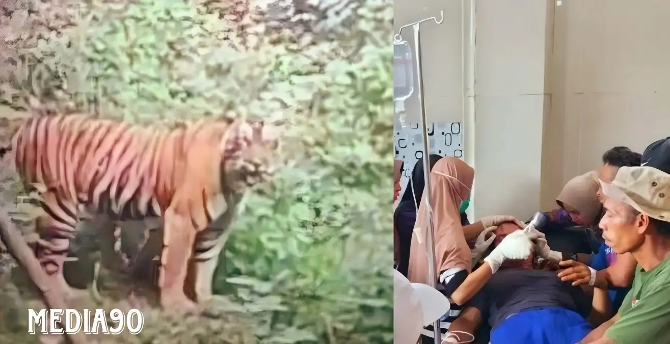 Massa Mengamuk, Sebulan Dua Warga Suoh Lampung Barat Tewas Diterkam Harimau, Korban Ketiga Selamat