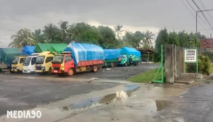 Anjloknya Harga Jagung di Lampung Timur saat Masuki Panen Raya