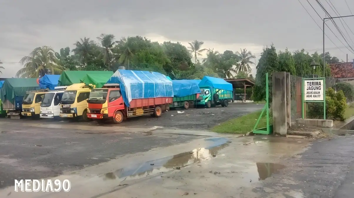 Masuki Panen Raya, Harga Jagung di Lampung Timur Malah Anjlok