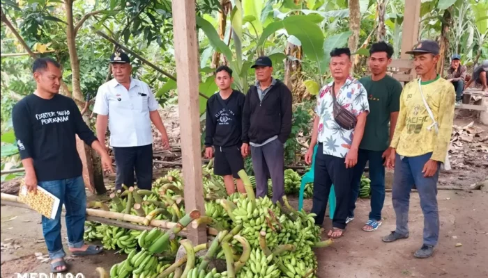 Dari Niat Foya-Foya ke Tegambuy: Resedivis Gasak 1 Ton Pisang di Lampung Selatan