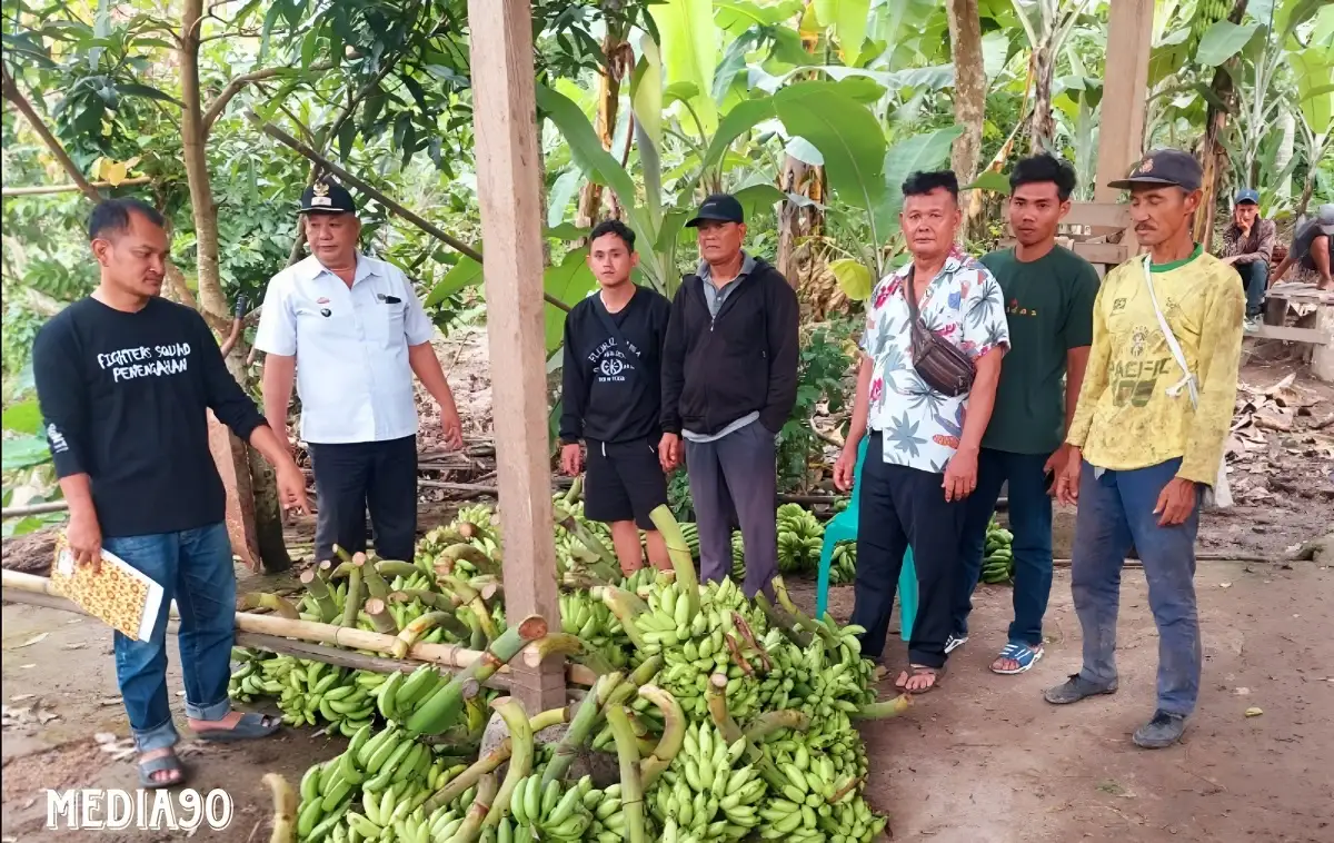 Niat Foya-Foya, Resedivis ini Gasak Pisang 1 Ton di Penengahan Lampung Selatan, Kini Tegambuy di Penjara