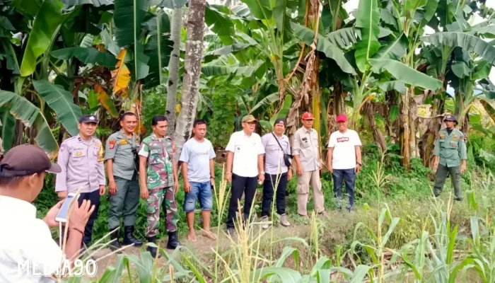 Kejadian Langka: Petani Terkejut Saksikan Harimau Saat Panen Jagung di Gunung Doh BNS Tanggamus, Penduduk Diimbau Tetap Waspada