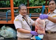 Bekasi Tertahan, Balai Karantina Bakauheni Gagalkan Penyelundupan 390 Kg Daging Celeng Ilegal