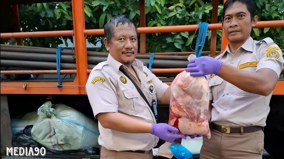 Dikirim ke Bekasi, Penyelundupan 390 Kg Daging Celeng Ilegal Digagalkan Balai Karantina di Bakauheni