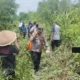 Hilang 21 Hari, Nenek Pikun Saminem Ditemukan tak Bernyawa di Kanal Gedung Aji Baru Tulang Bawang