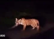 Kejadian Langka: Harimau Tertangkap Kamera Melintas di Jalan Raya Pesisir Barat-Tanggamus Sanggi Bengkunat