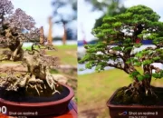 Perkasa di Miniatur Alam: Kontes Bonsai Nasional PPBI Tubaba, Memukau dengan Tema Cengget Bonsai Tubaba