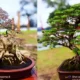 Usung Tema Cengget Bonsai Tubaba, PPBI Tulang Bawang Barat Gelar Kontes Bonsai Nasional