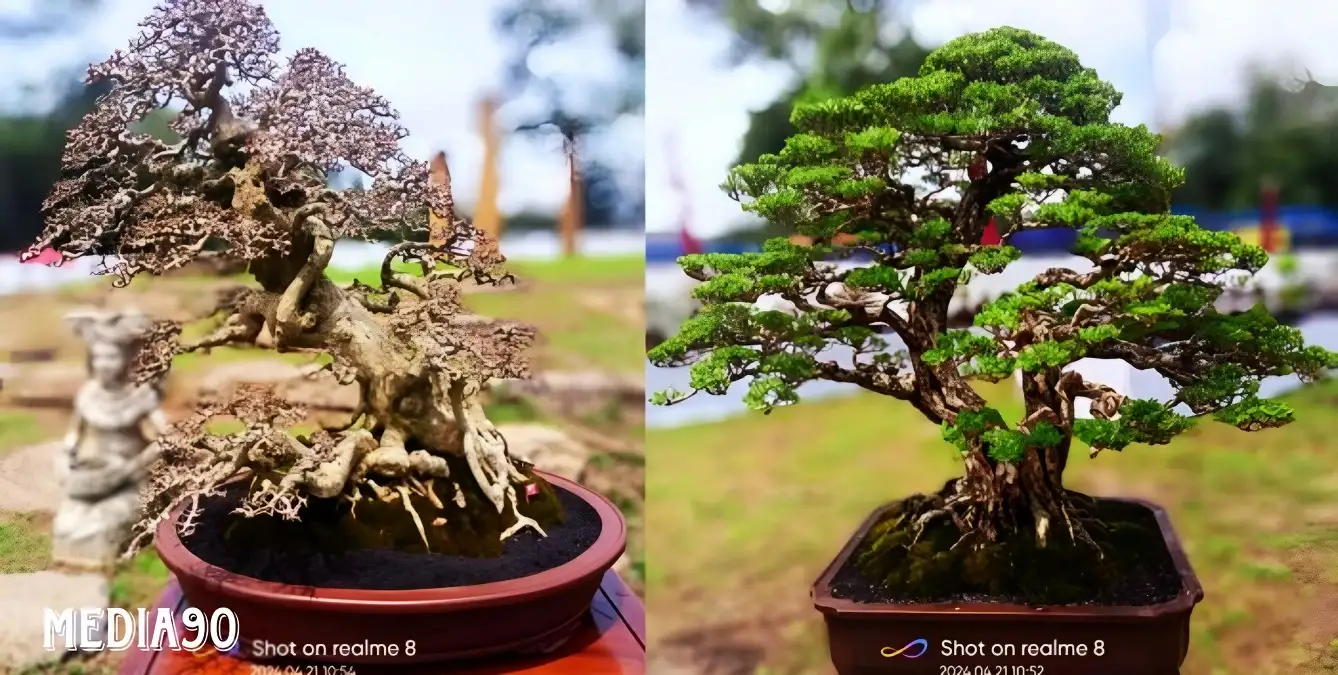 Usung Tema Cengget Bonsai Tubaba, PPBI Tulang Bawang Barat Gelar Kontes Bonsai Nasional