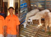 Operasi Polisi Berhasil: Penangkapan Dua Komplotan Pencuri 20 Kambing di Pringsewu