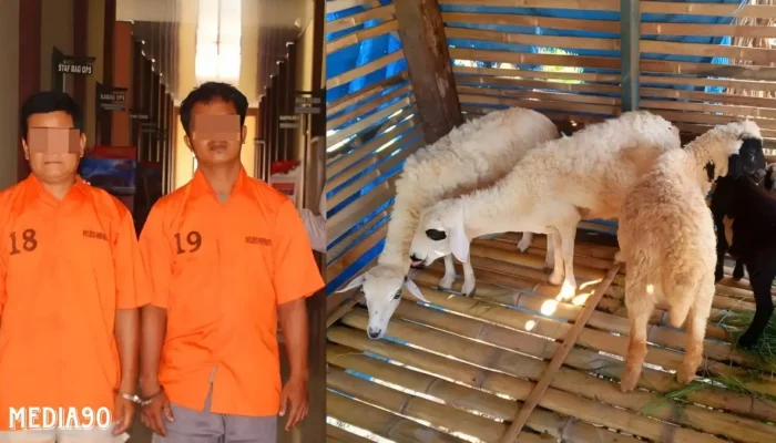 Operasi Polisi Berhasil: Penangkapan Dua Komplotan Pencuri 20 Kambing di Pringsewu