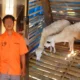 Curi 20 Kambing di Pringsewu, Dua Komplotan Asal Pugung Tanggamus ini Ditangkap Polisi
