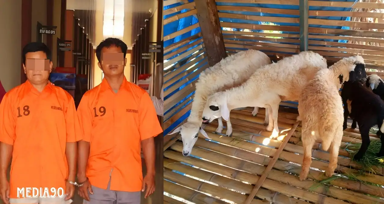 Curi 20 Kambing di Pringsewu, Dua Komplotan Asal Pugung Tanggamus ini Ditangkap Polisi
