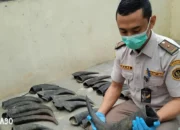 Balai Karantina Lampung Gagalkan Penyelundupan 70 Tanduk Kerbau Ilegal ke Tangerang di Bakauheni