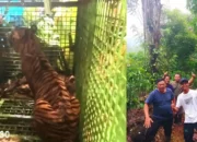 Harimau Pemangsa Manusia di Suoh Lampung Barat Berhasil Ditangkap, Nasibnya Masih Belum Ditentukan