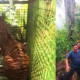 Harimau Pemangsa Manusia di Suoh Lampung Barat Akhirnya Tertangkap, Belum Jelas Kemana Dilepaskan