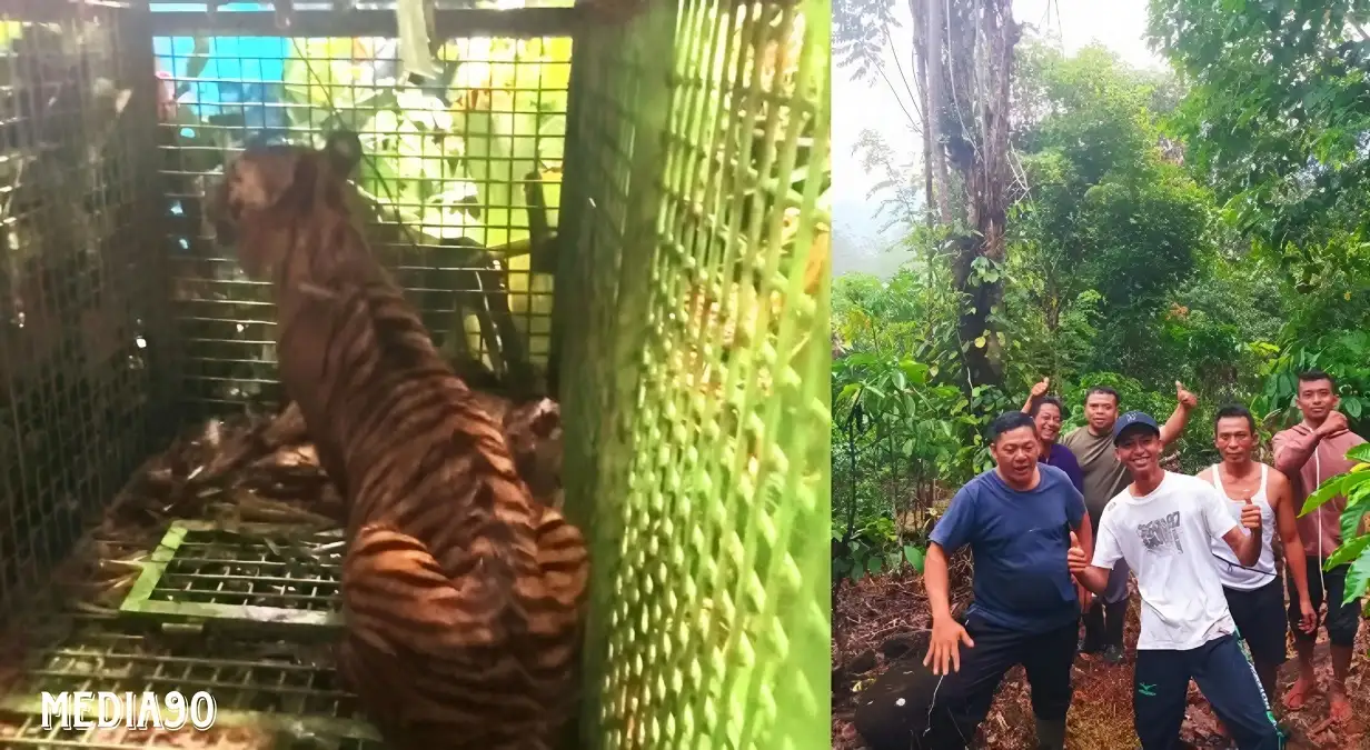 Harimau Pemangsa Manusia di Suoh Lampung Barat Akhirnya Tertangkap, Belum Jelas Kemana Dilepaskan