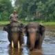Hasil Kajian, Bukan Lampung, Ternyata Sumatera Selatan Rumah Utama Gajah Sumatera