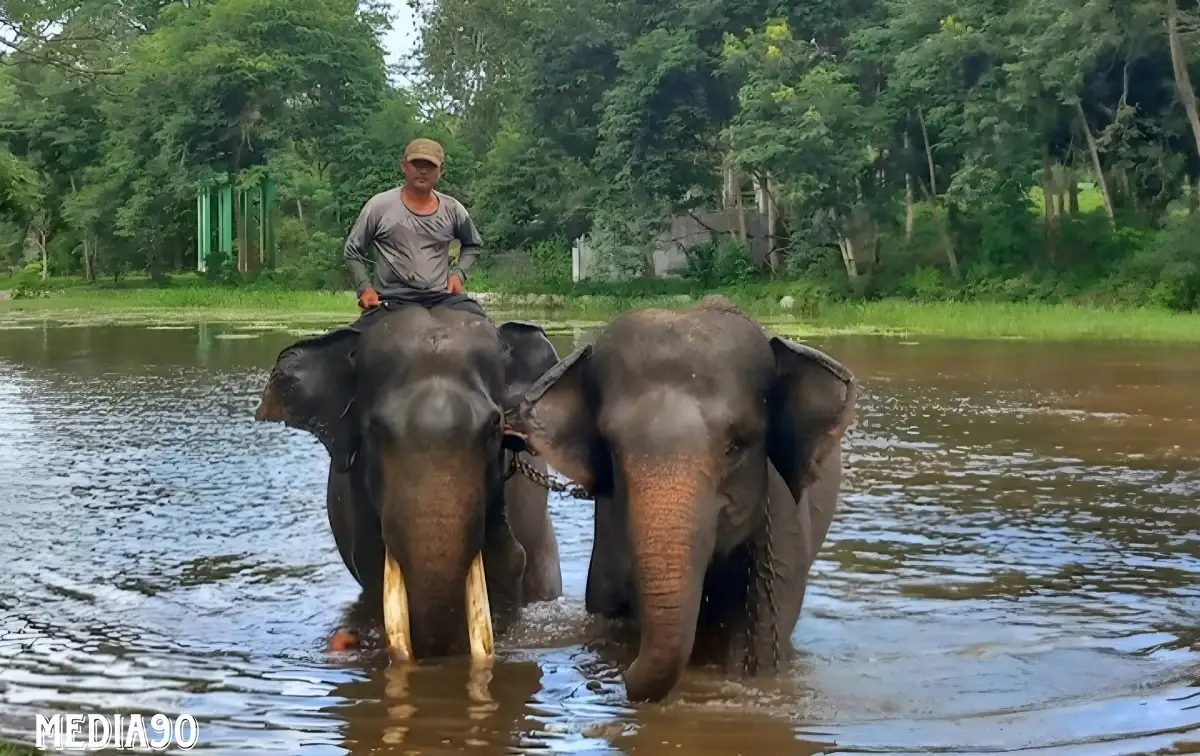 Hasil Kajian, Bukan Lampung, Ternyata Sumatera Selatan Rumah Utama Gajah Sumatera