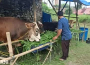Pedoman Dagang Hewan Kurban di Bandar Lampung: Syarat-syarat yang Harus Dipenuhi