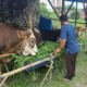 Ini Syarat Dagang Hewan Kurban di Bandar Lampung