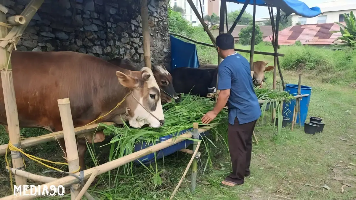 Ini Syarat Dagang Hewan Kurban di Bandar Lampung