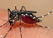 Tingkat Kesadaran Masyarakat Turun, Lonjakan Kasus DBD Mengkhawatirkan