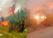 KLHK Desak Pemprov Lampung Hapus Kebijakan Panen Tebu Bakar Demi Kesehatan Warga dan Kepatuhan Hukum
