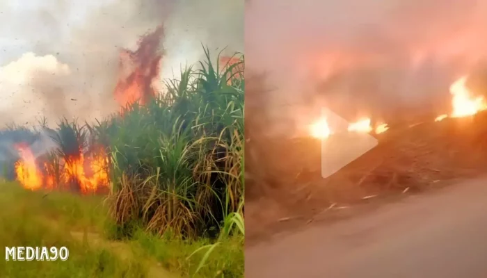 KLHK Desak Pemprov Lampung Hapus Kebijakan Panen Tebu Bakar Demi Kesehatan Warga dan Kepatuhan Hukum