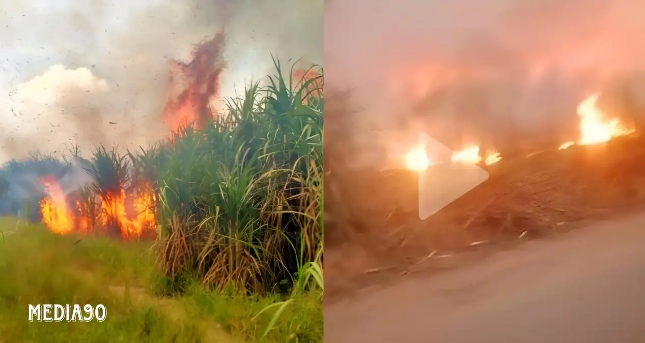 Langgar Hukum dan Ganggu Kesehatan Warga, KLHK Minta Pemprov Lampung Cabut Aturan Panen Tebu Bakar