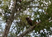 Viral Harimau Muncul di PTPN VII Pesawaran, Dishut Lampung Klarifikasi Sebagai Kucing Emas