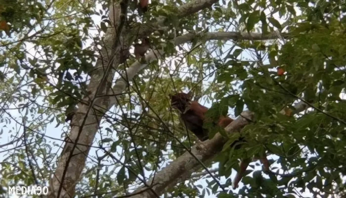 Viral Harimau Muncul di PTPN VII Pesawaran, Dishut Lampung Klarifikasi Sebagai Kucing Emas