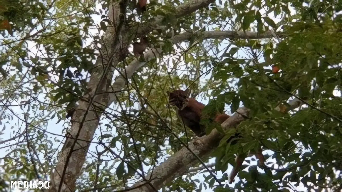 Beredar Harimau Muncul di PTPN VII Pesawaran, Dishut Lampung Pastikan Hanya Kucing Emas
