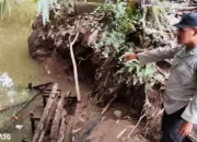 Seram! Wanita Diterkam Buaya Saat Cuci Baju di Sungai Banjar Negoro, Tanggamus Wonosobo