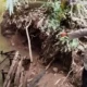 Cuci Baju di Pinggir Sungai Banjar Negoro Wonosobo Tanggamus, Buaya Terkam Wanita ini Hingga Luka