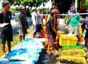 Dana Desa Sukses Bantu Petambak Panen 1,8 Juta Benur Udang Vanamei di Bumi Dipasena Abadi