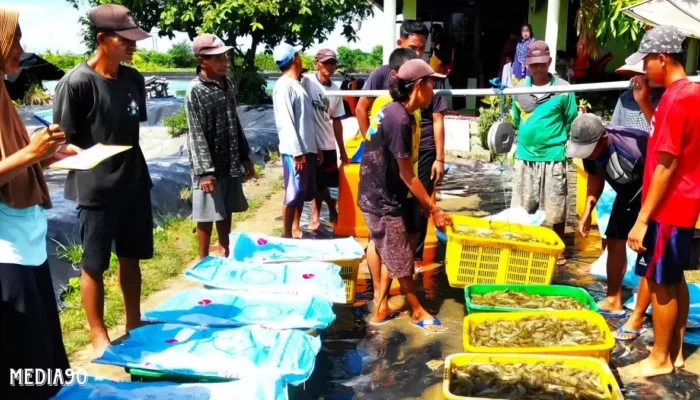 Dana Desa Sukses Bantu Petambak Panen 1,8 Juta Benur Udang Vanamei di Bumi Dipasena Abadi