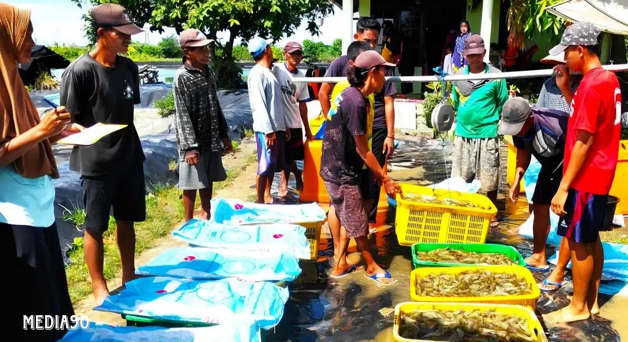 Dana Desa Bantu Petambak 1,8 Juta Benur Udang Vanamei, 95% Berhasil Panen di Bumi Dipasena Abadi Tulang Bawang